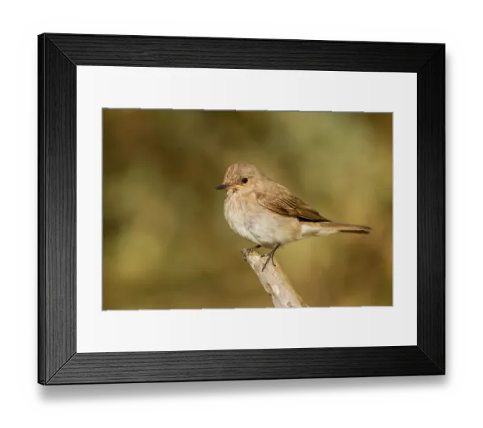 Framed Print : Spotted Flycatcher (Muscicapa striata) female, Corsica, France Framed Print : Spotted Flycatcher (Muscicapa striata) female, Corsica, France