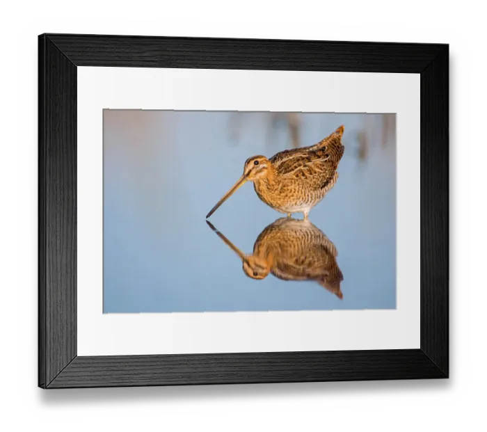 Framed Print : Common Snipe (Gallinago gallinago), Lower Saxony, Germany Framed Print : Common Snipe (Gallinago gallinago), Lower Saxony, Germany