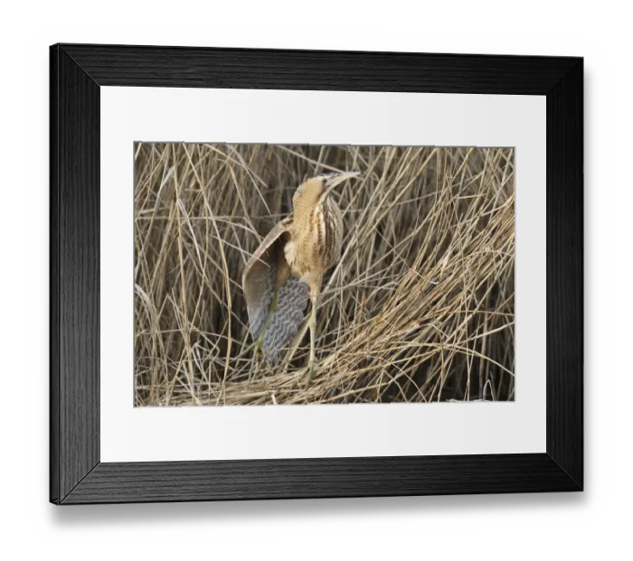 Framed Print : Eurasian Bittern (Botaurus stellaris), Hesse, Germany Framed Print : Eurasian Bittern (Botaurus stellaris), Hesse, Germany