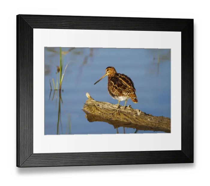 Framed Print : Common Snipe (Gallinago gallinago), Mallorca, Spain Framed Print : Common Snipe (Gallinago gallinago), Mallorca, Spain