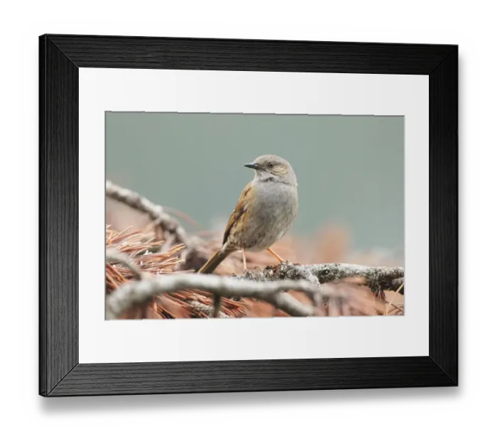 Framed Print : Dunnock (Prunella modularis) male, Switzerland Framed Print : Dunnock (Prunella modularis) male, Switzerland
