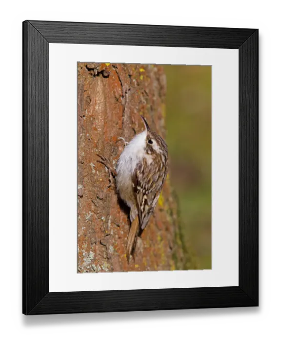 Framed Print : Short-toed Treecreeper (Certhia brachydactyla), Baden-Wuerttemberg, Germany Framed Print : Short-toed Treecreeper (Certhia brachydactyla), Baden-Wuerttemberg, Germany