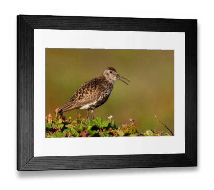 Framed Print : Dunlin (Calidris alpina) calling, Finnmark, Norway Framed Print : Dunlin (Calidris alpina) calling, Finnmark, Norway