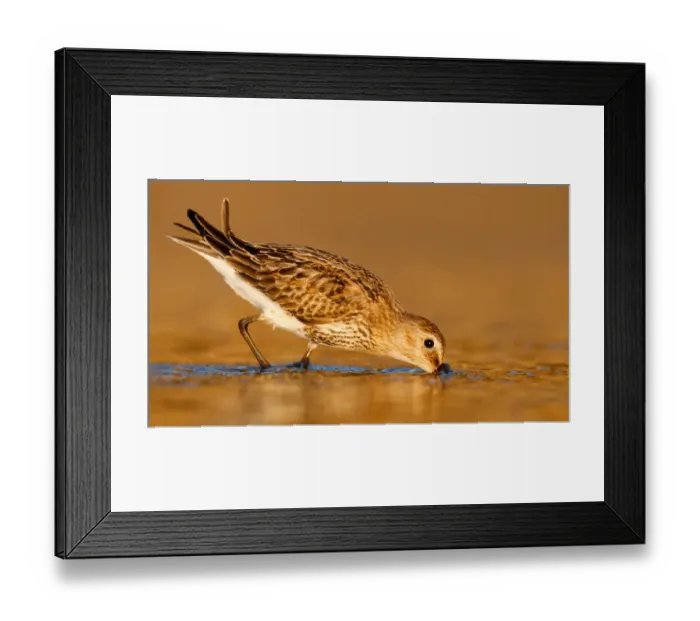 Framed Print : Dunlin (Calidris alpina) foraging, Asturias, Spain Framed Print : Dunlin (Calidris alpina) foraging, Asturias, Spain