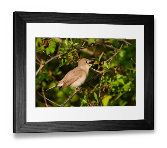 Framed Print : Garden Warbler (Sylvia borin) singing, Baden-Wuerttemberg, Germany Framed Print : Garden Warbler (Sylvia borin) singing, Baden-Wuerttemberg, Germany
