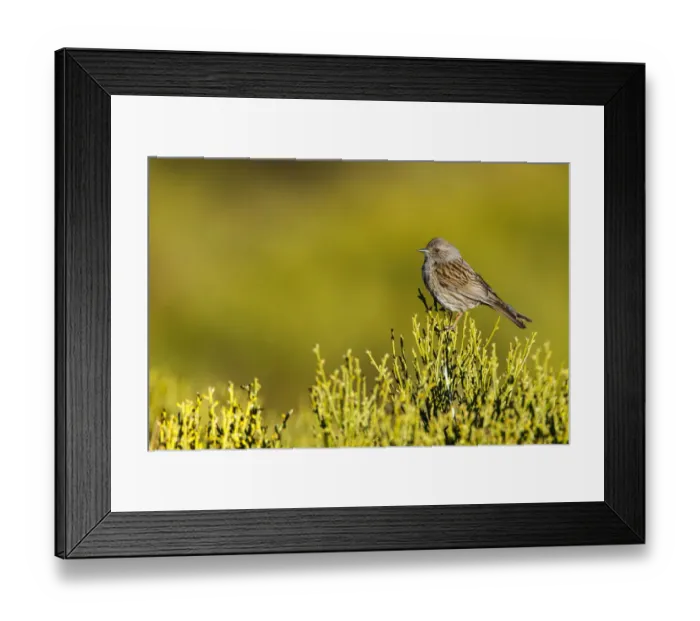 Framed Print : Dunnock (Prunella modularis), Madrid, Spain Framed Print : Dunnock (Prunella modularis), Madrid, Spain