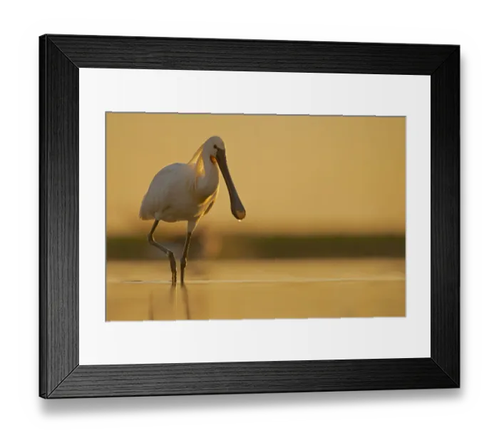 Framed Print : Eurasian Spoonbill (Platalea leucorodia) foraging, Hungary Framed Print : Eurasian Spoonbill (Platalea leucorodia) foraging, Hungary