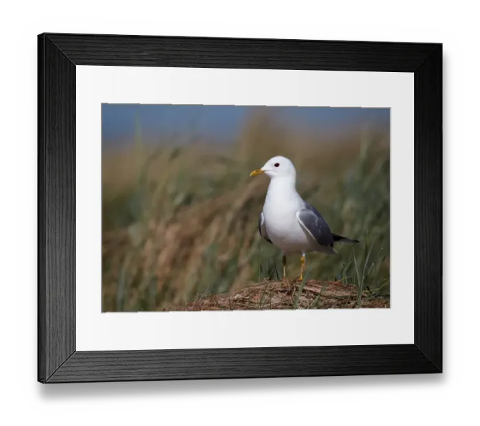 Framed Print : Mew Gull (Larus canus), Schleswig-Holstein, Germany Framed Print : Mew Gull (Larus canus), Schleswig-Holstein, Germany