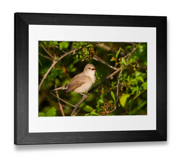 Framed Print : Garden Warbler (Sylvia borin) singing, Baden-Wuerttemberg, Germany