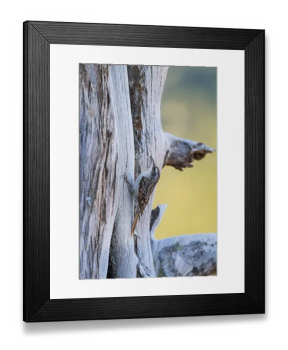 Framed Print : Short-toed Treecreeper (Certhia brachydactyla dorotheae), Cyprus Framed Print : Short-toed Treecreeper (Certhia brachydactyla dorotheae), Cyprus