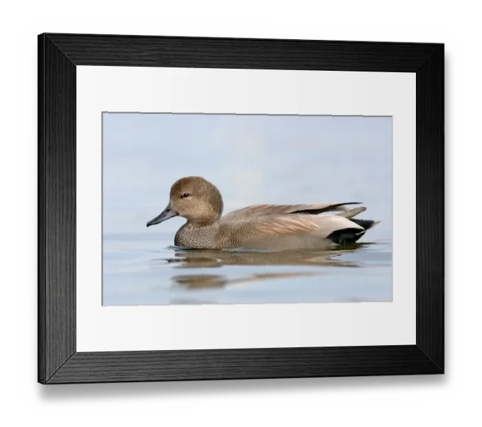 Framed Print : Gadwall (Mareca strepera) male, Texas, USA Framed Print : Gadwall (Mareca strepera) male, Texas, USA