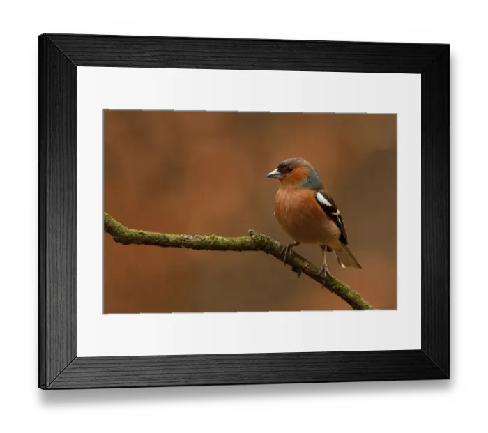 Framed Print : Common Chaffinch (Fringilla coelebs) male, Utrecht, The Netherlands Framed Print : Common Chaffinch (Fringilla coelebs) male, Utrecht, The Netherlands