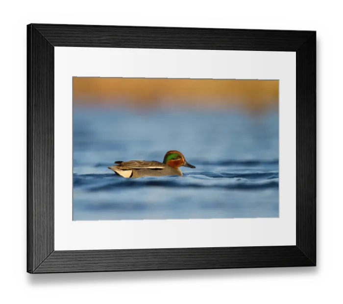 Framed Print : Eurasian Teal (Anas crecca) male, Utrecht, The Netherlands Framed Print : Eurasian Teal (Anas crecca) male, Utrecht, The Netherlands