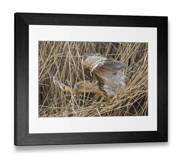 Framed Print : Eurasian Bittern (Botaurus stellaris), Hesse, Germany Framed Print : Eurasian Bittern (Botaurus stellaris), Hesse, Germany