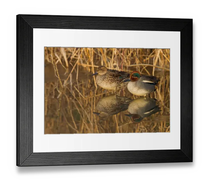 Framed Print : Eurasian Teal (Anas crecca), Rhineland-Palatinate, Germany Framed Print : Eurasian Teal (Anas crecca), Rhineland-Palatinate, Germany