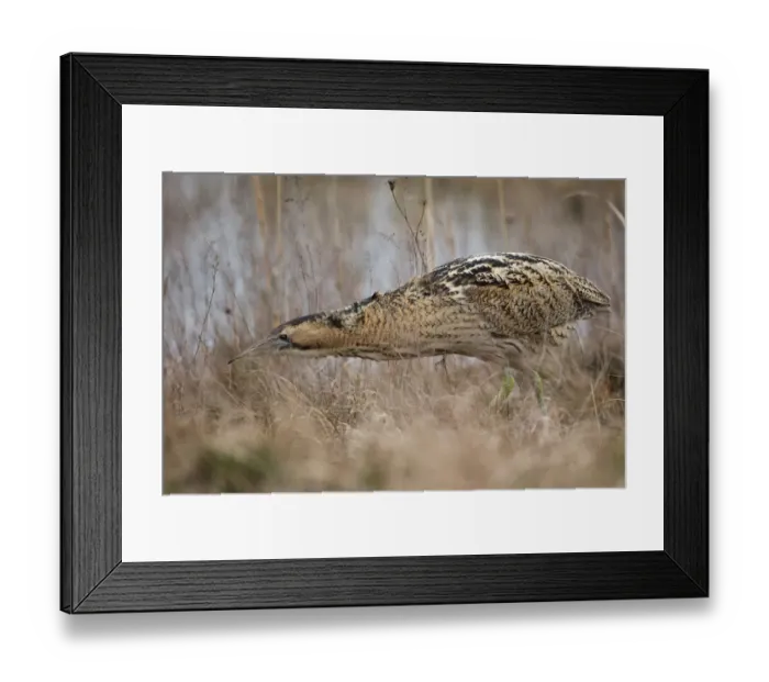 Framed Print : Eurasian Bittern (Botaurus stellaris) foraging, Burgenland, Austria Framed Print : Eurasian Bittern (Botaurus stellaris) foraging, Burgenland, Austria
