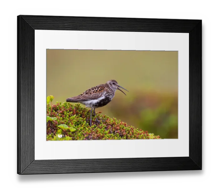 Framed Print : Dunlin (Calidris alpina), Varanger, Norway Framed Print : Dunlin (Calidris alpina), Varanger, Norway