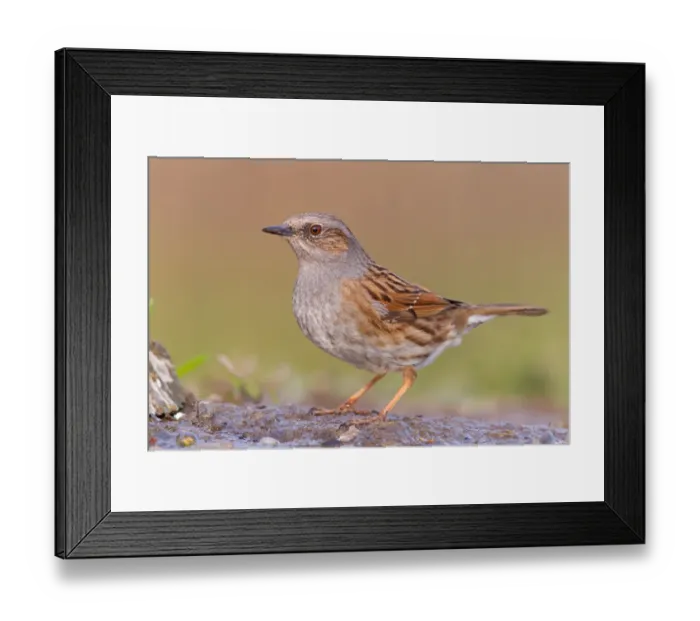 Framed Print : Dunnock (Prunella modularis), Rhineland-Palatinate, Germany Framed Print : Dunnock (Prunella modularis), Rhineland-Palatinate, Germany