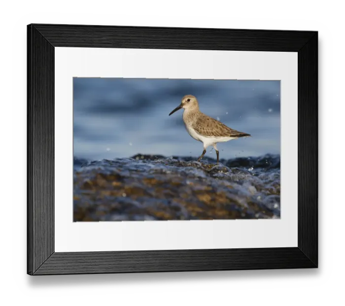 Framed Print : Dunlin (Calidris alpina), Asturias, Spain Framed Print : Dunlin (Calidris alpina), Asturias, Spain