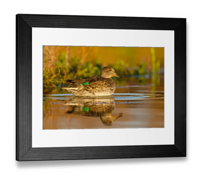 Framed Print : Eurasian Teal (Anas crecca) female, Schleswig-Holstein, Germany Framed Print : Eurasian Teal (Anas crecca) female, Schleswig-Holstein, Germany