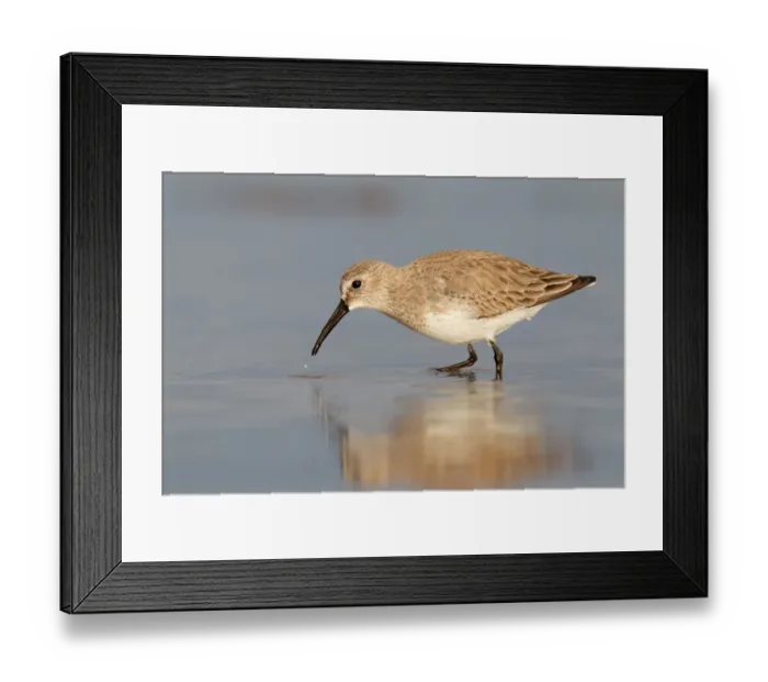 Framed Print : Dunlin (Calidris alpina), Florida, USA Framed Print : Dunlin (Calidris alpina), Florida, USA