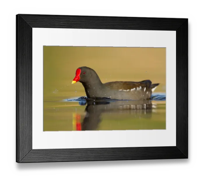 Framed Print : Common Moorhen (Gallinula chloropus), Utrecht, The Netherlands Framed Print : Common Moorhen (Gallinula chloropus), Utrecht, The Netherlands