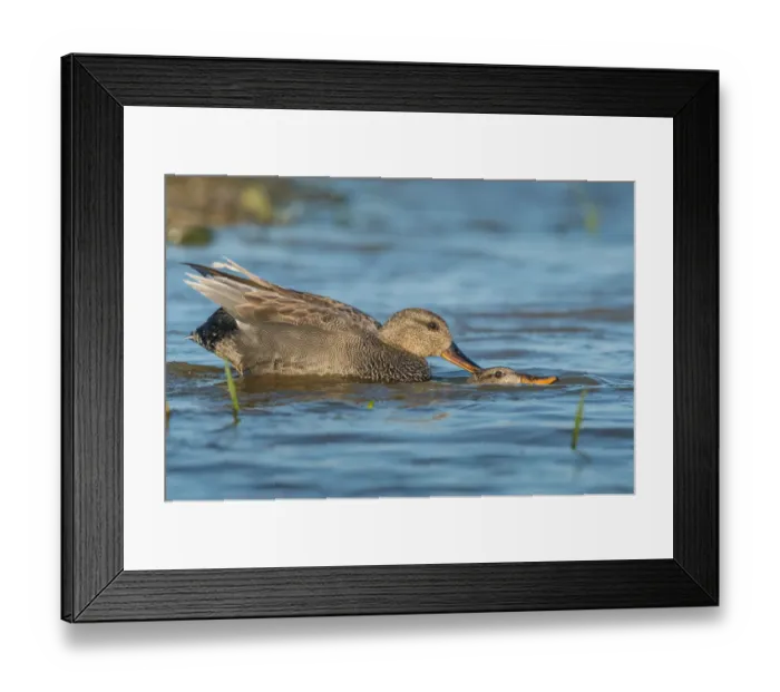 Framed Print : Gadwall (Mareca strepera) mating pair, Schleswig-Holstein, Germany Framed Print : Gadwall (Mareca strepera) mating pair, Schleswig-Holstein, Germany