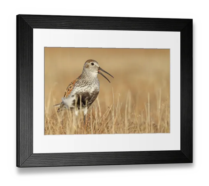 Framed Print : Dunlin (Calidris alpina) calling, Alaska, USA Framed Print : Dunlin (Calidris alpina) calling, Alaska, USA
