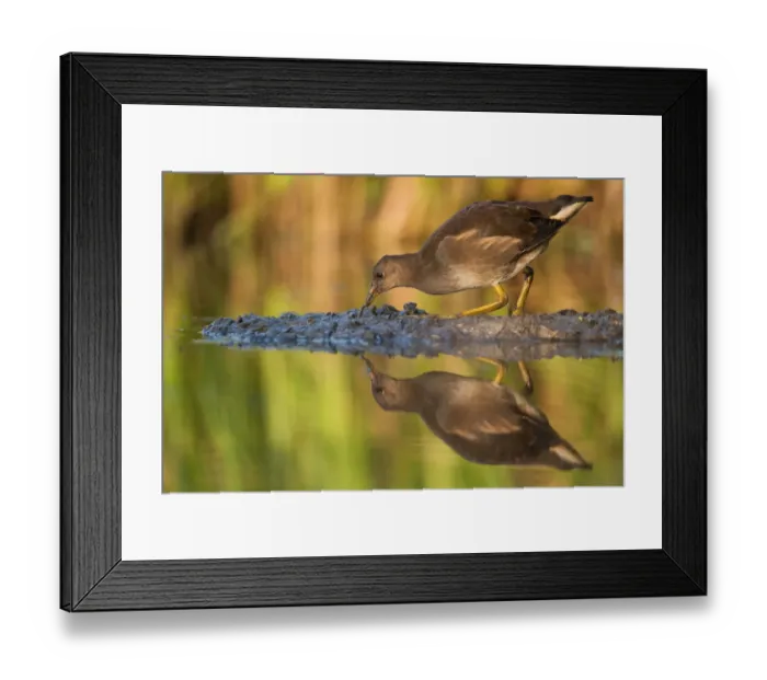 Framed Print : Common Moorhen (Gallinula chloropus) juvenile, Saxony, Germany