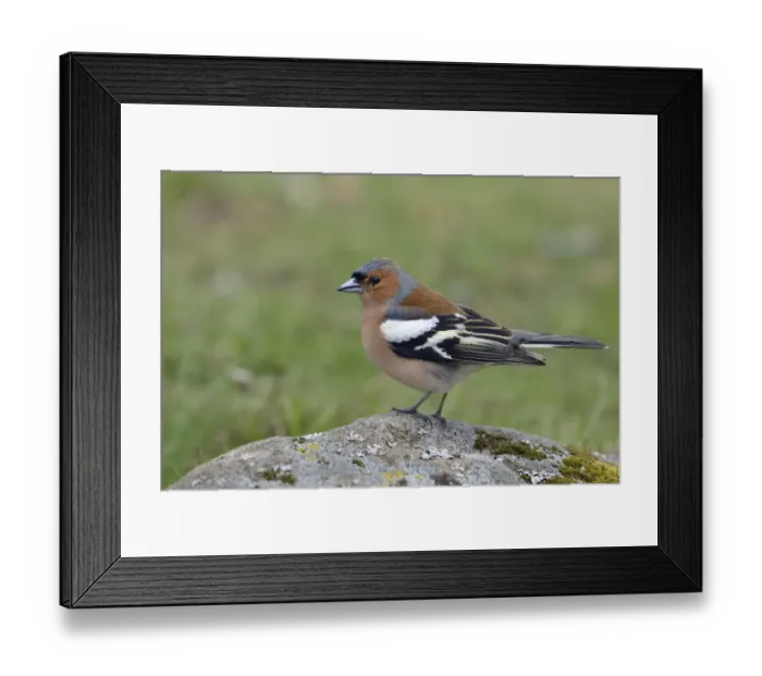 Framed Print : Common Chaffinch (Fringilla coelebs) male perched on a stone, Sweden Framed Print : Common Chaffinch (Fringilla coelebs) male perched on a stone, Sweden