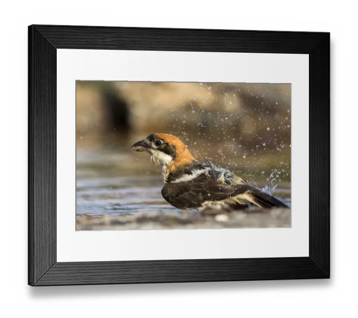 Framed Print : Woodchat Shrike (Lanius senator) male bathing, Castile-Leon, Spain
