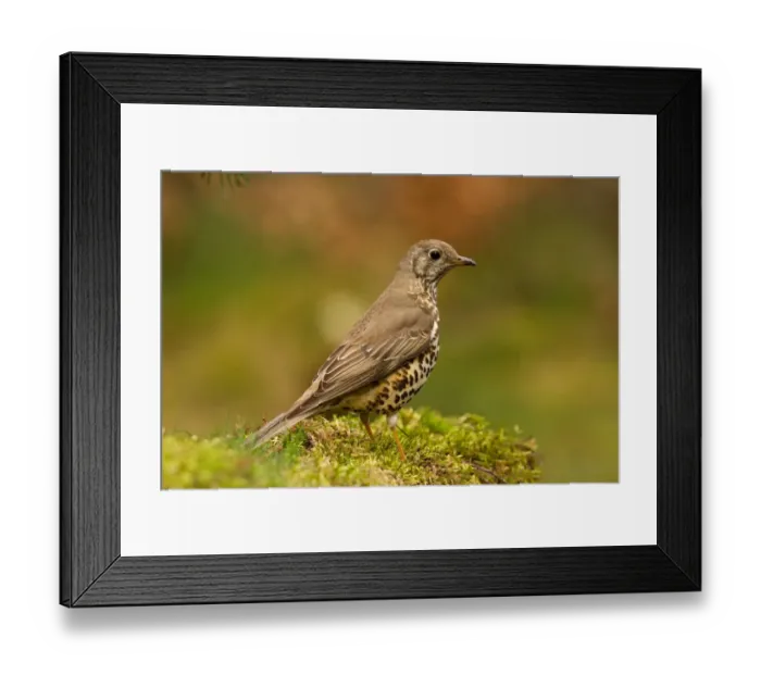 Framed Print : Mistle Thrush (Turdus viscivorus), Utrecht, The Netherlands Framed Print : Mistle Thrush (Turdus viscivorus), Utrecht, The Netherlands