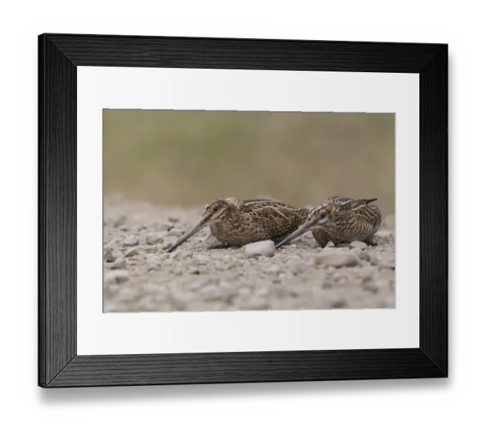 Framed Print : Common Snipe (Gallinago gallinago) juvenile, Iceland Framed Print : Common Snipe (Gallinago gallinago) juvenile, Iceland