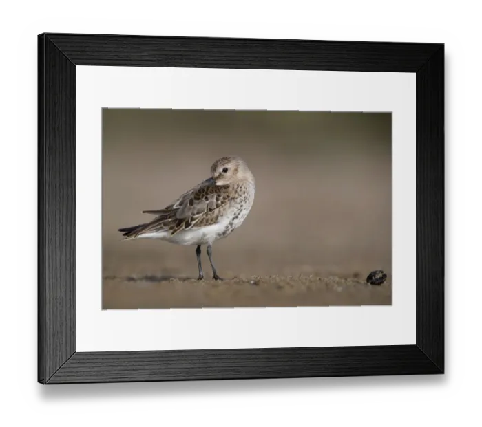 Framed Print : Dunlin (Calidris alpina) preening, Mecklenburg-Western Pomerania, Germany Framed Print : Dunlin (Calidris alpina) preening, Mecklenburg-Western Pomerania, Germany