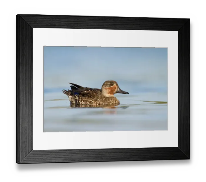Framed Print : Eurasian Teal (Anas crecca) male, Utrecht, The Netherlands Framed Print : Eurasian Teal (Anas crecca) male, Utrecht, The Netherlands