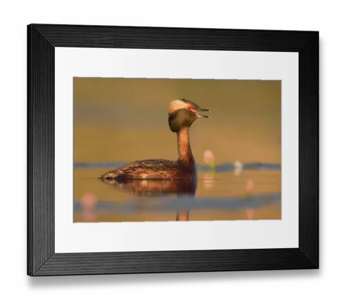 Framed Print : Horned Grebe (Podiceps auritus) calling, British Columbia, Canada Framed Print : Horned Grebe (Podiceps auritus) calling, British Columbia, Canada