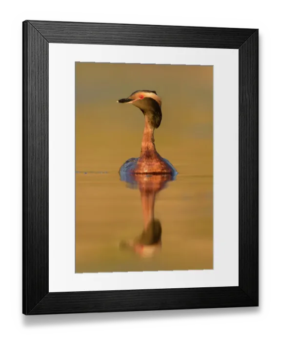 Framed Print : Horned Grebe (Podiceps auritus), British Columbia, Canada Framed Print : Horned Grebe (Podiceps auritus), British Columbia, Canada