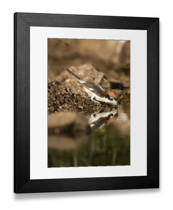Framed Print : Woodchat Shrike (Lanius senator), Castile-La Mancha, Spain Framed Print : Woodchat Shrike (Lanius senator), Castile-La Mancha, Spain