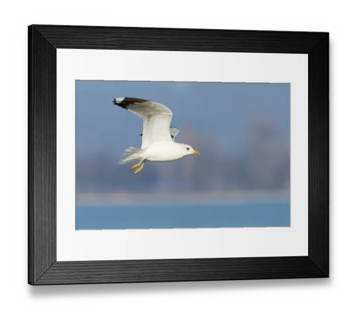 Framed Print : Mew Gull (Larus canus) flying, Thurgovia, Switzerland Framed Print : Mew Gull (Larus canus) flying, Thurgovia, Switzerland