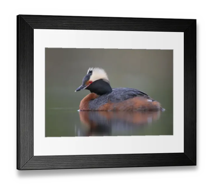 Framed Print : Horned Grebe (Podiceps auritus), Alaska, USA Framed Print : Horned Grebe (Podiceps auritus), Alaska, USA