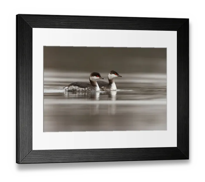 Framed Print : Horned Grebe (Podiceps auritus), South Holland, The Netherlands Framed Print : Horned Grebe (Podiceps auritus), South Holland, The Netherlands
