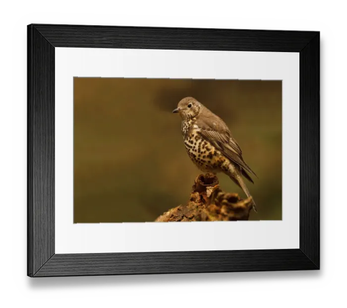 Framed Print : Mistle Thrush (Turdus viscivorus), Utrecht, The Netherlands Framed Print : Mistle Thrush (Turdus viscivorus), Utrecht, The Netherlands