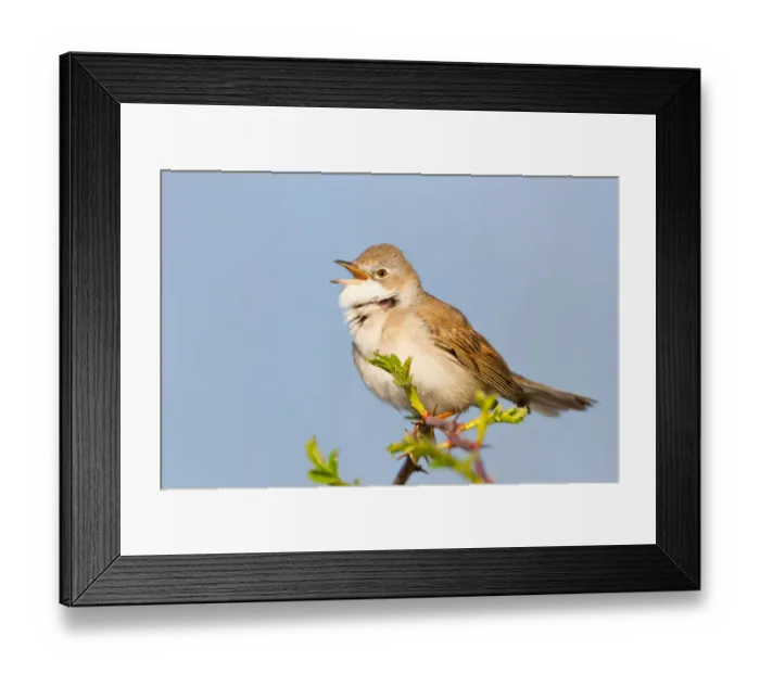 Framed Print : Common Whitethroat (Sylvia communis) singing, Baden-Wuerttemberg, Germany Framed Print : Common Whitethroat (Sylvia communis) singing, Baden-Wuerttemberg, Germany