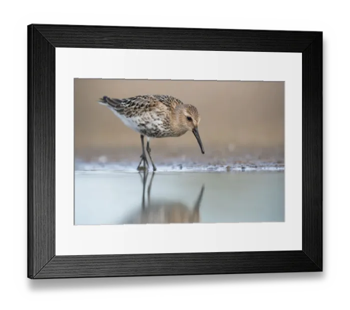 Framed Print : Dunlin (Calidris alpina) foraging, Mecklenburg-Western Pomerania, Germany Framed Print : Dunlin (Calidris alpina) foraging, Mecklenburg-Western Pomerania, Germany