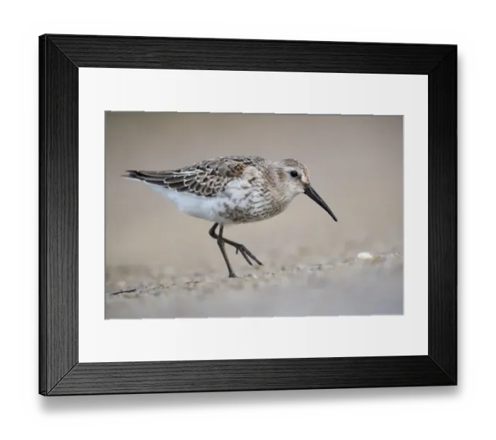 Framed Print : Dunlin (Calidris alpina) foraging, Mecklenburg-Western Pomerania, Germany Framed Print : Dunlin (Calidris alpina) foraging, Mecklenburg-Western Pomerania, Germany