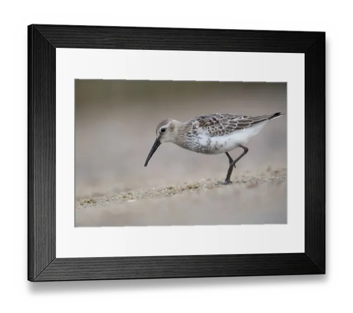 Framed Print : Dunlin (Calidris alpina) foraging, Mecklenburg-Western Pomerania, Germany Framed Print : Dunlin (Calidris alpina) foraging, Mecklenburg-Western Pomerania, Germany