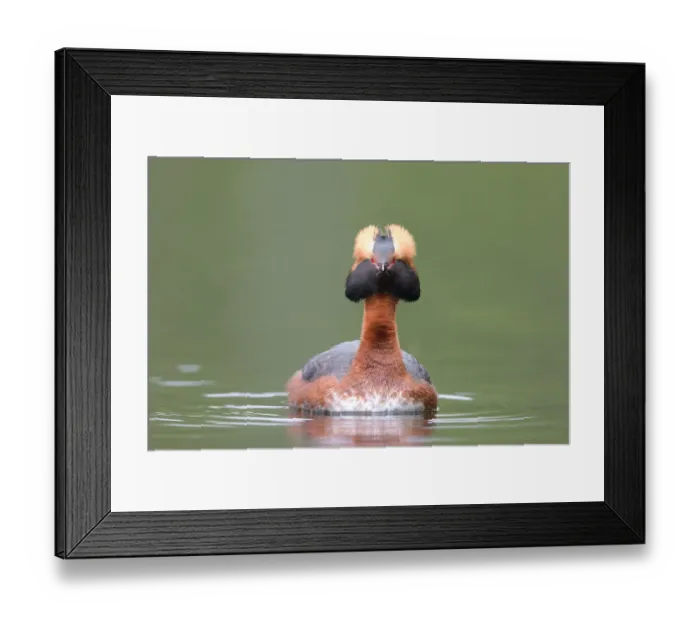 Framed Print : Horned Grebe (Podiceps auritus) male, Dalarna, Sweden Framed Print : Horned Grebe (Podiceps auritus) male, Dalarna, Sweden