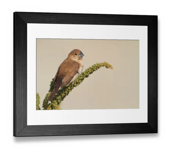 Framed Print : African Silverbill (Euodice cantans), Oman Framed Print : African Silverbill (Euodice cantans), Oman