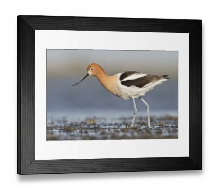 Framed Print : American Avocet (Recurvirostra americana), Alberta, Canada Framed Print : American Avocet (Recurvirostra americana), Alberta, Canada