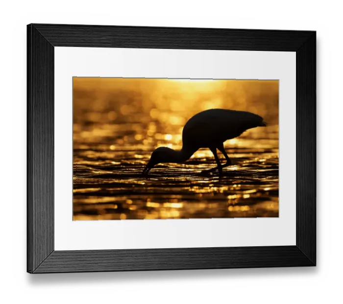 Framed Print : American White Ibis (Eudocimus albus), Florida, USA Framed Print : American White Ibis (Eudocimus albus), Florida, USA